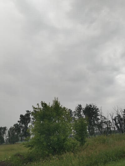 A landscape photograph taken in Bulaev, Kazakhstan, depicts a field of grass and trees under a cloudy sky. The foreground is dominated by tall green grass, with a scattering of smaller plants and wildflowers. To the right of the frame, a large, lush green tree stands prominently, its leaves full and dense. Behind this tree, a line of various trees stretches across the horizon, some appearing tall and slender with dark foliage, while others are bare, with pale, thin branches. The sky is overcast with diffuse grey clouds, obscuring any direct sunlight. The overall impression is one of a natural, undeveloped area on an overcast day.