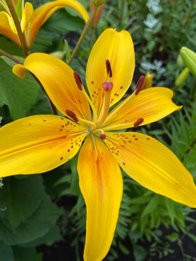This is a close-up, eye-level, outdoor photograph of a vibrant yellow lily in bloom. The flower is the central subject, with its six petals spread open, revealing the stamen and pistil at its core. The petals are a bright yellow with some orange hues near the base and are speckled with small, dark purple spots. The stamen have brown anthers, and the pistil is a delicate pinkish-purple. The flower is positioned slightly off-center to the right, and part of another lily bud or bloom is visible in the lower left corner. The background consists of lush green foliage, out of focus, suggesting a garden or natural setting. Several green lily buds are visible in the upper portion of the image, indicating the plant is in its prime blooming season. The lighting suggests it is daytime, likely a sunny day given the bright colors of the flower. There are no people, text, or specific time-of-day or weather indicators beyond the general daytime lighting. The image appears to be taken in Mrakovo, Russia, based on the provided location context, suggesting a natural or cultivated garden environment in that region. The overall mood is one of natural beauty and the vibrancy of summer flora.