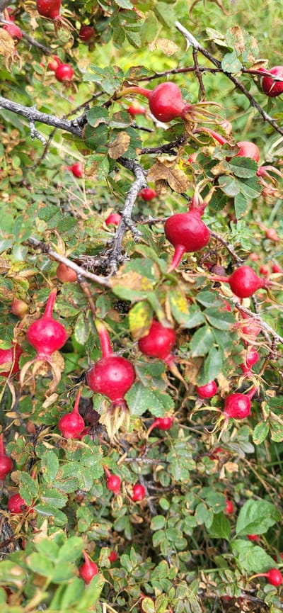 The image shows a close-up of a rosehip bush with numerous ripe, red rosehips. The rosehips are oval to teardrop-shaped, with some showing a prominent, elongated calyx remnant at the bottom. They are attached to thorny branches with green leaves, some of which are beginning to turn yellow or brown, indicating the autumn season. The background is a blur of green foliage and brown, dry vegetation. The scene appears to be in a natural outdoor setting. There are no people or animals visible in the image. The location is identified as a rosehip bush in Syrymbet, Kazakhstan.