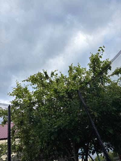 This media file is a low-angle, vertical shot looking up at a tree covered by a black net, with a cloudy sky in the background. The tree has lush green leaves and appears to have some small fruits on its branches. The net is likely a protective covering, possibly for the fruit from birds or other pests. The sky is overcast with white and gray clouds, suggesting it is daytime, likely during the day. In the lower right corner, a portion of a pink building with a grid pattern is visible, peeking through the foliage and net. The overall scene is natural, with the tree and sky dominating the frame. No people are visible in the image, and there is no visible text. The setting appears to be outdoors, possibly a garden or orchard.