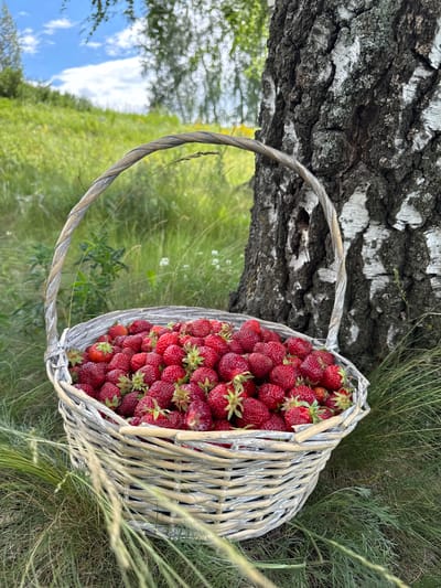 A woven basket overflowing with ripe, red strawberries rests beside a large birch tree. The basket's handle, made of twisted gray material, loops around the tree trunk. The scene is set in a natural environment with lush green grass and foliage, suggesting an outdoor setting. In the background, a blurred field stretches out under a bright sky with scattered white clouds, indicating it is daytime with fair weather. The image composition, with its focus on the bounty of strawberries and the natural surroundings, evokes a sense of abundance and a connection to nature. No text is visible in the image. The location context provided is село санатория "Алкино", Russia.