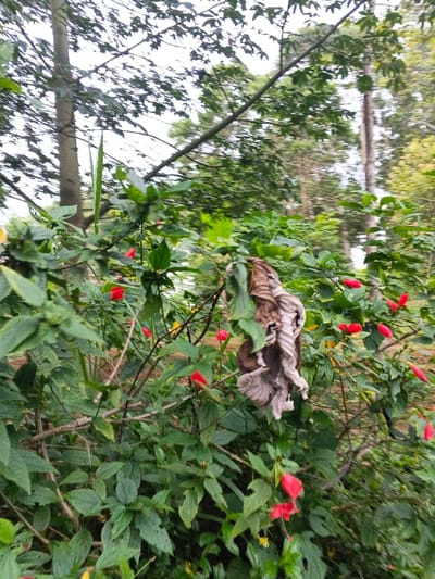 The image depicts an outdoor natural environment, stated by the user to be in Moe Gyoe, Myanmar. The foreground is dominated by dense green foliage, primarily comprised of leafy shrubs and branches. Numerous small, bright red, tubular flowers are visible among the green leaves, along with a few sparse yellow flowers. A crumpled piece of light brown or tan fabric, possibly a rag or garment, is caught or draped on a branch amidst the foliage, slightly right of the image center. The background is out of focus, revealing tall tree trunks and canopies against a bright, overcast sky, suggesting a lush, vegetated area. No individuals or specific actions are observable within the frame.