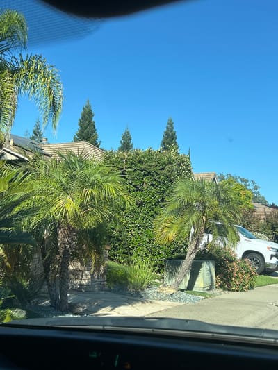 This is a medium-shot exterior photograph taken from inside a vehicle, looking out at a residential street scene in Rocklin, California, USA. The clear blue sky dominates the upper portion of the image. In the foreground, the dark interior of the vehicle is visible, with the top of the dashboard or steering wheel partially obscuring the view.
The scene depicts a well-maintained suburban yard with lush greenery. Several palm trees are prominently featured, with their fronds casting shadows on the ground. A tall, dense green hedge runs horizontally across the middle ground, acting as a backdrop for some of the landscaping. Behind the hedge, the roofs of residential houses are visible, characterized by brown tile roofing.
To the right of the image, a white pickup truck is parked on the street or driveway. It appears to be a Chevrolet Silverado, evidenced by the badging on the tailgate. Next to the truck and in front of the hedge are clusters of flowering bushes with pink and orange blossoms. Two green utility boxes are situated near the curb, one partially obscured by a palm tree. The ground is covered with grass, decorative gravel, and paved walkways. The overall impression is a sunny day in a suburban environment.