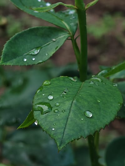 A close-up photograph depicts lush green foliage covered in water droplets, located in Tsarev Brod, Bulgaria. Two primary leaves from a plant, likely a rose bush given their ovate shape, dark green coloration, prominent venation, and distinctly serrated margins, are in sharp focus. The larger, lower leaf occupies the bottom-right and center of the frame, showcasing multiple spherical water droplets of various sizes. One large, clear droplet is centrally located on this leaf, reflecting a diffuse light source. A significant pool of water is visible on the upper-left curve of this same leaf, and a single droplet is suspended from a tooth on its lower-left edge. Another leaf is partially visible in the upper-left, also adorned with several small, reflective water droplets. A thick, vibrant green stem runs vertically along the right side of the image, appearing to be the main support for the depicted leaves. The background is softly blurred, displaying indistinct shapes of dark green vegetation and muted brown earth, consistent with an outdoor natural environment. No human figures, animals, or artificial objects are present.