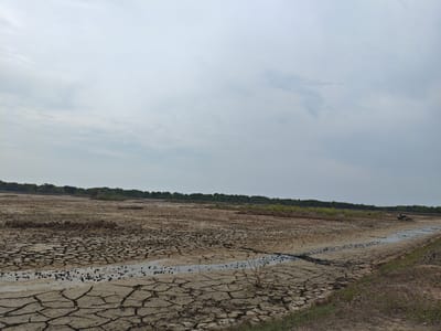 The image depicts a vast expanse of cracked, dry mudflats under an overcast sky. A thin stream of water meanders through the cracked earth in the foreground, dotted with dark, small objects that appear to be shells or debris. Sparse, dry vegetation protrudes from the mud. In the background, a dense line of green trees forms a natural horizon, suggesting a transition to a vegetated area. The overall scene is one of arid, possibly coastal, terrain. There are no people or animals visible in the image. The location is identified as Kualaperak, Indonesia, suggesting a specific geographical context for this parched landscape.