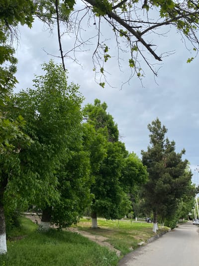 The image displays a verdant outdoor scene in Urtaaul, Uzbekistan, under a uniformly overcast sky. On the left side of the frame, a deciduous tree with numerous bare, thin branches shows sparse clusters of fresh, light green leaves, indicating spring or early summer growth. To its right and extending across the midground and background are several other trees featuring dense, mature green foliage. A darker, coniferous tree is visible towards the upper right, contrasting with the lighter green deciduous trees.
An asphalt road or pathway runs along the right edge of the image, flanked by a well-kept strip of green grass. A white car is partially visible further down this road. Closer to the viewer, a dark-colored vehicle, possibly an SUV, is parked beneath a tree, the base of which is distinctively painted white. Faint utility poles and wires are discernible against the pale, cloudy sky in the upper right. The scene is static, devoid of any apparent human activity or event. The lighting suggests daytime under cloudy conditions. No discernible text is visible within the image.
