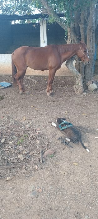A brown horse with a white halter stands beside a tree. A small black and white dog wearing a blue harness is nearby on a dusty ground scattered with leaves and small debris. The dog's tail is wagging. The background is out of focus.