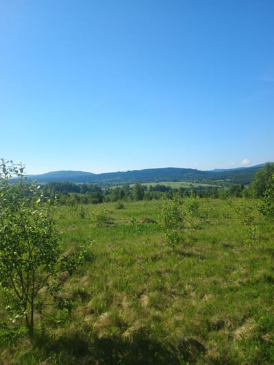 The image depicts a lush, green meadow with scattered young trees under a clear blue sky. In the foreground, a leafy branch of a tree on the left side of the frame extends into the image. The meadow is covered in tall green grass, with some patches of shorter, lighter-colored grass and occasional small wildflowers, including purple and yellow blooms. Several small, leafy trees are dotted across the landscape, adding texture and depth. In the background, rolling hills covered in dense green trees form a verdant horizon, leading to distant, hazy blue mountains under the expansive sky. The scene suggests a peaceful, natural environment. This image was taken in Verkhnia Yablunka, Ukraine.