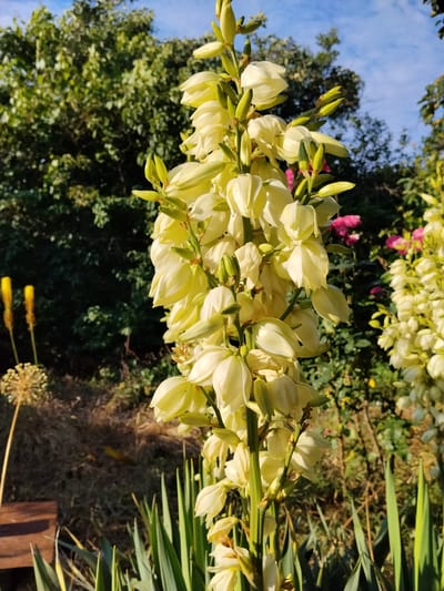 This is a vertical, eye-level, outdoor shot of a tall stalk of pale yellow yucca flowers in bloom. The flowers are bell-shaped and clustered tightly along the stem, with some buds still closed. In the background, lush green trees and a blue sky with scattered clouds suggest a pleasant day. To the left of the yucca stalk, two bright yellow flowers on tall stems rise from the ground, and a dried, spherical seed head is visible further left. In the far background, a few pink flowers are interspersed with the greenery. The foreground shows spiky green leaves, characteristic of yucca plants, and a wooden bench peeking out from the bottom left corner. The lighting suggests it is either early morning or late afternoon, with shadows cast on the dry ground. The scene appears to be a garden or park in Krasnosilka, Ukraine, with a serene and natural ambiance. There is no visible text in the image.