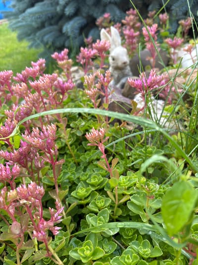 The image shows a close-up of a garden bed. In the foreground, there are clusters of green succulents with small, tightly packed leaves. Growing up through the succulents are stalks of sedum flowers, which have small pinkish-red flower heads that are beginning to bloom. Some blades of grass and a larger green leaf are also visible, with water droplets on them, suggesting recent rain or watering. In the background, partially obscured by the flowers and grass, is a small, light-colored garden ornament of a rabbit. Behind the rabbit, a blurred blue-green evergreen tree is visible, and beyond that, a bright green lawn. The overall impression is of a lush and damp garden. The location is identified as Bogorodsk, Russia. There are no people or discernible actions taking place in the image.