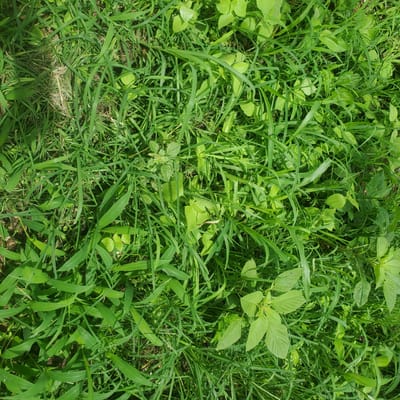 This media file depicts a close-up, overhead view of a patch of lush, green vegetation. The scene is dominated by various types of grass and broad-leafed plants, creating a dense and somewhat wild ground cover. The lighting suggests it is daytime, with natural sunlight filtering through the foliage, creating subtle variations in brightness and shadow. There are no visible humans or man-made objects, indicating a natural or uncultivated outdoor setting. The overall impression is one of natural growth and abundance. The crops provided offer slightly different perspectives on the same dense greenery, highlighting the texture and variety of the plants. The location context of Ribina East, Nigeria, suggests a warm, likely tropical or subtropical climate conducive to such vigorous plant growth. No text is visible within the image.