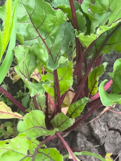 The image shows a close-up, eye-level view of the leafy tops of beet plants growing in soil. The leaves are a vibrant green with prominent red veins, and some leaves show signs of insect damage or natural decay. The stalks are a deep reddish-purple. The soil appears dry and cracked. In the upper left corner, a blade of bright green grass is visible. The scene is set outdoors in what is described as the city of Dobrogea Veche, Moldova. There are no people or animals present in the frame. The lighting suggests it is daytime.