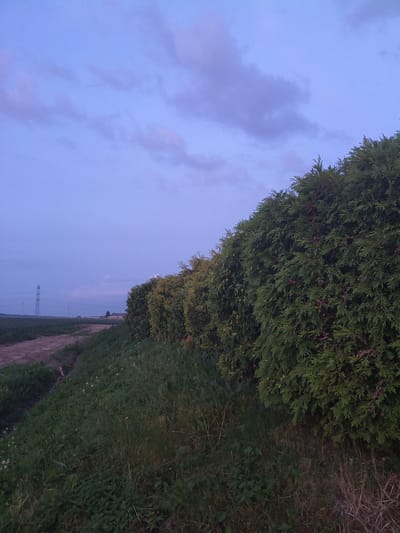 In the city of Galonki, Poland, an image captures a dusk scene along a dirt path bordering a dense, evergreen hedge. The sky above is a muted lavender, streaked with wispy clouds. The hedge, a rich green, dominates the right side of the frame, its branches adorned with small, dark, cone-like structures. To the left, the dirt path curves gently, flanked by a grassy embankment. In the distance, a solitary transmission tower stands against the twilight horizon, accompanied by faint lights. The overall atmosphere is one of quiet twilight in a rural or semi-rural setting.