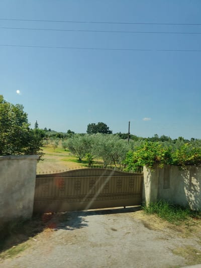 The image depicts a rural scene in Πλάκα Λιτοχώρου, Greece, characterized by a clear blue sky and lush greenery. A prominent feature is a large, ornate metal gate, likely an entrance to a property. The gate is a pale gold color and features decorative patterns. It is flanked by two substantial concrete pillars, one on the left and another on the right, which show signs of weathering and are partially covered with grass and vegetation.
Beyond the gate, a dirt or gravel driveway leads into a sun-drenched property. The landscape is dominated by numerous olive trees, their silvery-green foliage typical of the Mediterranean region. Some of the trees are mature and substantial, while others appear younger and smaller. In the middle ground, a small red structure, possibly a playhouse or a shed, is visible among the trees. The ground is a mixture of dry grass and soil, indicating a warm climate.
In the background, more trees and vegetation extend towards a distant horizon, suggesting a rural or semi-rural setting. Power lines are strung across the sky, a common sight in many landscapes. The overall impression is one of a peaceful, sunlit day in a region known for its olive groves. There are no people visible in the image, and the focus is on the natural environment and the entrance gate.