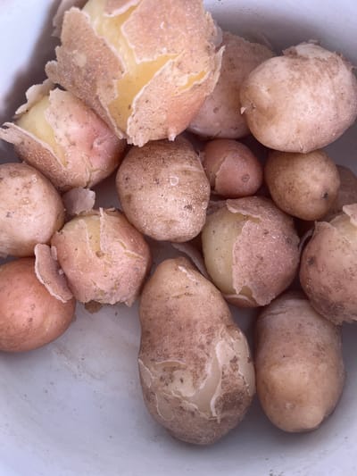 A close-up, overhead shot shows a pile of small, washed, and partially peeled new potatoes in a white container. The potatoes are mostly round to oval, with a pinkish-tan skin that is thin and brittle, with some sections peeling away to reveal a pale yellow flesh. The skin is textured with fine lines and occasional dark spots. The lighting is bright and even, casting no significant shadows. The background is out of focus and appears to be the interior of the white container. This image was taken in Preobragenskaya, Russia.