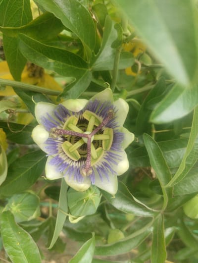 A close-up, high-angle shot features a Passion Flower blossom in focus, surrounded by lush green foliage. The flower exhibits a complex structure with delicate white petals, a ring of purple filaments, and a central corona of green and purple stamens. Several unfurled green buds and leaves are visible, some with yellow hues in the background. The scene is a natural outdoor environment, likely a garden or park, in Bandza, Georgia. No people are present.