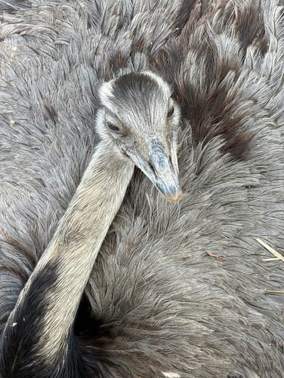 The image shows a dead emu lying on the ground, its head and neck positioned on a bed of its own feathers. The feathers are predominantly gray and brown. The location is not discernible from the image and cannot be confirmed as Tvrđavica, Croatia.
