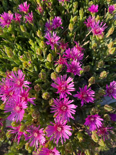 This media file is a close-up, top-down view of a patch of vibrant pink, star-shaped flowers with slender, pointed petals. The flowers are in various stages of bloom, with some fully open and others still in bud. They are clustered together on a succulent plant with fleshy, green leaves and numerous green buds. The overall impression is one of abundant and cheerful nature.

The scene appears to be outdoors, under natural lighting, suggesting it is daytime. The shadows cast by the flowers and leaves indicate sunlight. There are no people or identifiable objects in the frame, placing the sole focus on the botanical subject. The lushness of the plants and the bright blooms suggest a warm or temperate climate. No text is visible in the image. The specific location is Golemo Babino, Bulgaria.