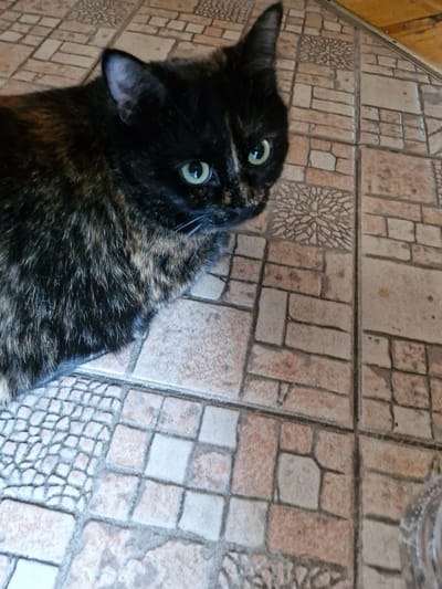 In Ерино, Russia, a tortoiseshell cat with green eyes is positioned on a floor tiled with various patterns and colors, primarily shades of beige and brown. The cat is looking to the right of the frame. The floor tiles include rectangular, square, and decorative patterned sections. The lighting suggests an indoor environment.