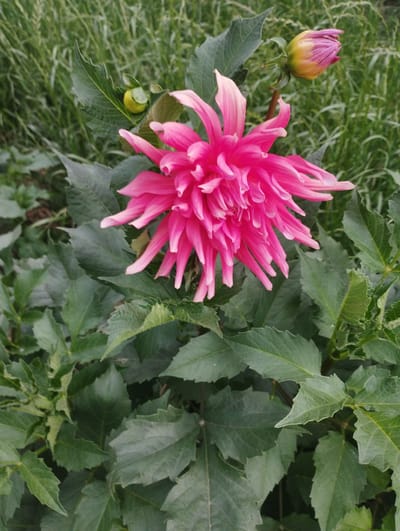 This media file is a close-up, vertical, outdoor photograph of a vibrant pink dahlia flower in bloom. The dahlia is the prominent subject, with its many delicate, spiky petals fanning outwards. To the upper right of the main flower, a dahlia bud is visible, beginning to open with streaks of pink and yellow. The flower and bud are surrounded by lush, dark green foliage. In the background, out-of-focus green grass and vegetation suggest a garden or natural setting. Two small, round, light green buds are also visible on a leaf to the left of the main flower.
The lighting appears to be natural daylight, likely daytime given the brightness and clarity of the image, though no specific time can be determined. The weather seems to be fair and suitable for outdoor growth. There are no people or visible text in the image. The location context is Kenesh, Kyrgyzstan, which aligns with the natural, possibly rural or garden-like environment depicted. The image evokes a sense of natural beauty and the vibrant colors of a blooming flower.