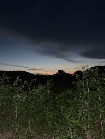 The image depicts a rural landscape at dusk or dawn. In the foreground, dense green vegetation, including tall plants with delicate white flowers and broad leaves, dominates the lower half of the frame. The background features a silhouetted line of rolling hills and scattered trees against a twilight sky. The sky transitions from a deep, dark blue at the top to lighter shades of blue, pink, and orange near the horizon, with wisps of dark clouds. The scene appears to be an outdoor natural environment, likely in the vicinity of Debelets, Bulgaria, given the context. There are no people or specific man-made objects clearly visible in the image. The lighting suggests low-light conditions, indicative of either early morning or late evening.