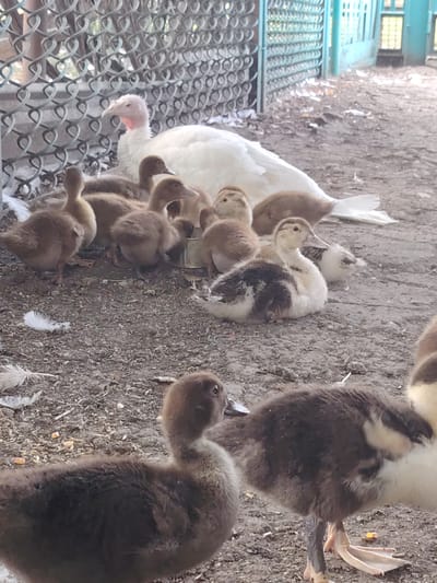 A large white turkey stands near a fence, surrounded by numerous ducklings. The ducklings are of various colors, including brown, tan, and white with brown markings. Some are standing, while others are nestled together on the ground. The ground is covered with dirt and scattered white feathers. In the background, a section of a green, barred structure is visible. The scene appears to be an outdoor enclosure, possibly a farm or rural yard in the city of Степное, Russia.