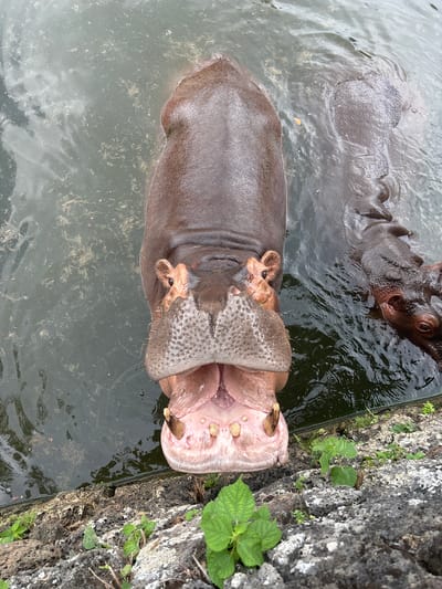 An adult hippopotamus is in shallow water with its mouth wide open, revealing its large teeth. The hippopotamus is positioned in the center of the frame, facing directly towards the camera. Its eyes are visible above its open mouth, and its ears are pointed upwards. Behind the adult hippopotamus, another hippopotamus is partially visible in the water, with its head submerged. The water is murky and appears to have some debris floating on its surface. In the foreground, there is a rocky embankment with scattered green plants. The scene appears to be an enclosure at a zoo or wildlife park.