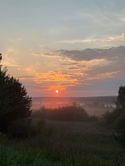 The image depicts a sunrise over a misty landscape, likely in or near the city of Balakovo, Russia. The sun, a bright orange orb, is positioned slightly off-center to the right, casting a warm glow across the sky. The sky itself transitions from a pale blue at the top to soft oranges and pinks near the horizon, with wispy clouds adding texture. A layer of fog or mist blankets the middle ground, obscuring the details of the trees and vegetation that make up the rolling hills in the distance. In the foreground, the silhouettes of dark green trees, including a prominent pine on the left, frame the scene. The ground in the immediate foreground is covered in tall, dry grasses and other vegetation, rendered in dark, shadowy tones. There are no people or animals visible in the image. The overall impression is one of a serene and tranquil rural morning.