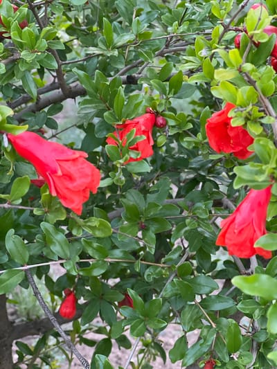 This is a close-up, eye-level, full-shot photograph of a pomegranate tree in bloom, set against a soft, out-of-focus background. The image is dominated by the vibrant green of the leaves and the striking red of the flowers and developing fruit. Several red, trumpet-shaped flowers are visible, some fully open and others in bud. Small, round, red fruit are also present. The branches of the tree are visible, some with thorns. The overall impression is one of lushness and natural beauty, with the focus sharply on the blossoms and fruit. The scene is likely in an outdoor garden or orchard, given the presence of a tree with flowers and fruit. Based on the information provided, this scene is located in Ленинское сельское поселение, Ukraine. There are no people or animals depicted in the image.