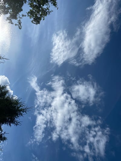 A low-angle, vertical shot captures a bright blue sky with scattered white clouds. Dark green foliage from trees frames the top and left portions of the image. The clouds appear wispy and some are tinged with sunlight, suggesting it is daytime. The scene appears to be outdoors in a natural environment, possibly a park or wooded area, as indicated by the presence of trees. There are no people or discernible objects other than the natural elements. The location is Leipyasuo, Russia.