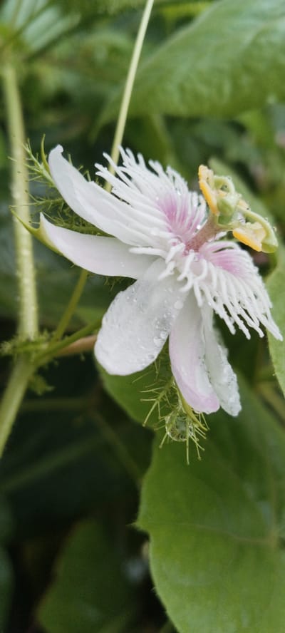 A macro shot of a white and pink passionflower, possibly Passiflora foetida, is presented. The flower is in focus, with water droplets visible on its petals and stamen, suggesting recent rain. The background is a blur of green foliage, indicating a natural, outdoor setting. The flower is positioned on the right side of the frame, with its tendrils and a portion of its stem visible on the left. No people or animals are present. The scene is calm and serene, highlighting the delicate beauty of the flower after a rainfall. The location is specified as Aneukgalongtiti, Indonesia.
