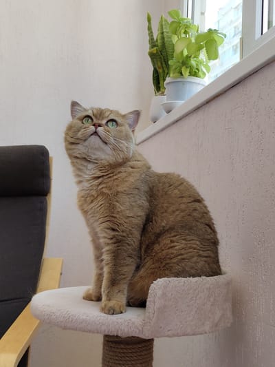 A light brown cat with green eyes is sitting on a cat tree in front of a window. The cat tree is covered in white fluffy material and has a rope-wrapped post. Behind the cat tree, a window shows a view of apartment buildings in Novomoskovsk, Russia. On the windowsill, there are two potted plants: one with long, green, striped leaves and another with smaller, bright green leaves. To the left of the cat tree, a portion of a dark gray armchair with wooden armrests is visible. The wall behind the cat tree has a textured, light pink surface.