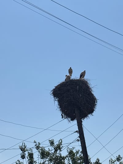 A nest made of twigs and branches sits atop a utility pole. Three birds are visible in the nest, two appearing to be larger and one smaller. The sky is a clear, light blue, suggesting it is daytime, likely morning or afternoon. The nest is situated among electrical wires, with some of the wires extending to the left and right of the pole. To the right of the pole, the foliage of a leafy tree is visible, with some of the leaves appearing dark green. The scene is viewed from below, looking up at the nest and the sky. No text is visible in the image. The overall setting appears to be an outdoor, possibly rural or suburban, environment in Surenavan, Armenia, given the presence of utility poles and wires.