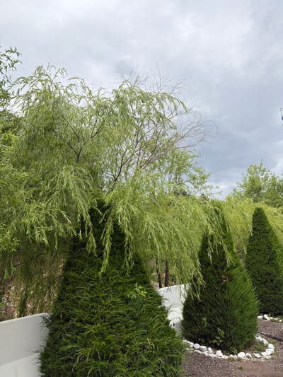 The image depicts a garden scene with lush greenery and a cloudy sky. In the foreground, there are three cone-shaped evergreen trees, one of which is partially obscured by a weeping willow tree with long, drooping branches. The ground is covered with gravel and bordered by white stones. A white wall is visible to the left, behind the first evergreen tree. In the background, more trees and foliage are visible under a gray, overcast sky. A flag is partially visible in the upper right corner. The scene appears to be a well-maintained garden in Khumsan, Uzbekistan.