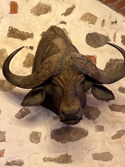 A taxidermied buffalo head mounted on a rustic stone wall is the subject of this close-up, eye-level, vertical, full-shot photograph. The buffalo head is dark brown with large, curved horns and a solemn expression. The wall behind it is made of rough, irregularly shaped stones embedded in a lighter-colored mortar. Some of the stones are reddish-brown, while others are grayer. The lighting appears to be warm, casting subtle shadows and highlighting the texture of the wall and the buffalo's fur. The overall impression is one of a hunting trophy displayed indoors, possibly in a lodge or restaurant. The location in Trakai, Lithuania is not visually discernible from the image itself.