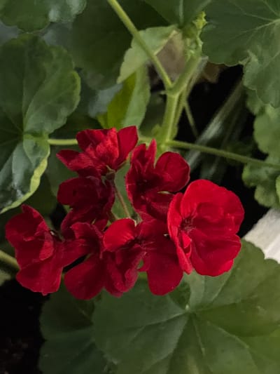A cluster of vibrant red flowers, likely geraniums, is the central focus of this close-up image. The flowers have multiple delicate petals, some of which are unfurled while others remain partially closed, creating a sense of depth and texture. They are supported by thin, green stems that are partially visible. Surrounding the flowers are several large, deep green leaves, some with slightly lighter green or yellowish edges, suggesting a healthy plant. The background is a mix of dark shadows and out-of-focus green foliage, creating a soft bokeh effect that further emphasizes the brightly colored flowers. The image appears to be taken in a natural setting, possibly a garden or a pot of plants. No people or specific structures are visible within the frame. The lighting is soft, highlighting the details of the petals and leaves. The specific location in the city of Coslada, Spain, cannot be determined from the visual information provided in the image.