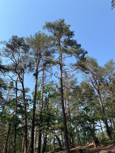 This media file is a vertical, wide-angle photograph taken from a low perspective, looking up into the canopy of a pine forest. The sky is a clear, vibrant blue, indicating daytime with good weather. The image is dominated by the tall, slender trunks of pine trees, some of which are dead and bare, while others are covered in green needles. The branches of the trees crisscross and intertwine, creating a complex network against the sky. Sunlight filters through the foliage, highlighting the textures of the bark and the needles. In some areas, the dense foliage of other trees, possibly deciduous, adds a darker green contrast to the lighter green of the pines. The perspective creates a sense of looking up towards the sky from the forest floor, emphasizing the height and grandeur of the trees. There is no discernible activity or event taking place; the scene is static and natural. No people, objects, or text are visible in the image. The lighting suggests it is likely late afternoon or early morning, with the sun casting long shadows and illuminating the upper parts of the trees. The setting is clearly a forest, with the prominence of pine trees suggesting a coniferous or mixed woodland. The overall mood is one of natural tranquility and the majestic beauty of a forest ecosystem. The location context provided is Zalesie Górne, Poland.