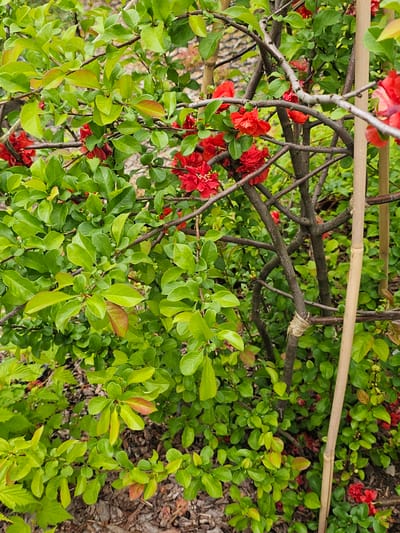 This image captures a close-up view of a vibrant flowering shrub, most likely a Flowering Quince (Chaenomeles), set in an outdoor garden environment. The shrub is adorned with numerous striking red flowers, featuring multiple petals and prominent yellow centers, which stand out against a backdrop of lush green leaves. Many of the newer leaves exhibit reddish-brown tips and margins, suggesting active growth.
The plant's branches are dark brown and woody, intricately intertwining. Several light-colored bamboo poles are visible, running horizontally through the foliage, acting as supports or part of a trellis system for the shrub. These bamboo stakes are secured to the plant's branches at various points with natural-colored twine or rope, indicating careful cultivation and training.
The ground beneath the shrub is partially visible, showing patches of dark brown soil covered with wood chips or mulch. The lighting suggests it is daytime, with diffused light illuminating the scene, as harsh shadows are absent. No people or specific activities are depicted, though the presence of the bamboo supports implies human intervention for gardening or plant maintenance. The overall scene conveys a sense of natural beauty and careful tending, characteristic of a garden setting in Березка Снт, Красногорский район, Russia. There is no visible text in the image.