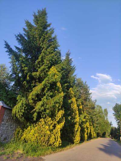 The image captures a sunny day in Staroye Melkovo, Russia, with a road curving to the right, bordered by a stone wall and a line of evergreen trees. The stone wall, constructed from rough-hewn grey stones, extends along the left side of the road. Behind the wall, a tall, mature spruce tree with dark green needles dominates the left half of the frame, its branches reaching towards the bright blue sky. To the right of the spruce, a row of bright yellow-green cypress-like trees form a vibrant contrast, followed by a mix of other evergreen trees. The road itself is asphalt, with shadows cast by the trees indicating the late afternoon sun. In the distance, a person on a dark-colored motorcycle is visible on the right side of the road. The sky is clear blue with a few wispy white clouds scattered across it.