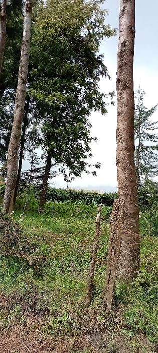 This image captures an outdoor landscape within the city of Rwanyambo, Kenya. The foreground consists of an uneven ground surface densely covered with a mix of green grasses, various herbaceous plants, and areas of dry, brown vegetation. Two prominent, vertically oriented tree trunks flank the scene: a slender, lighter-barked tree on the left and a thicker, darker-barked tree on the right, displaying rough texture and some base irregularity. Between these trunks, in the mid-ground, two weathered, dark wooden posts protrude from the foliage, suggesting a rudimentary boundary. Further back, a dense line of trees with varied green canopies forms a backdrop. Beyond this tree line, a vast, uniform expanse of dark green vegetation, consistent with agricultural crops or dense natural growth, extends horizontally across the frame. The distant background reveals a hazy, light grey sky meeting a faint horizon line, with indistinct light-colored features or structures barely visible. No individuals are present, and no specific actions or interactions are occurring.
