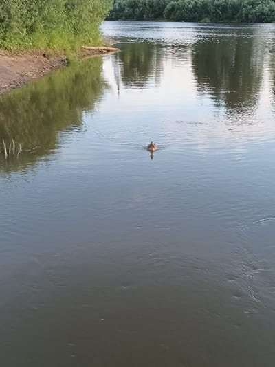 An overhead, medium-distance shot shows a single duck swimming in a wide, calm river. The duck is positioned to the left of the frame, facing right. The riverbank on the left is lined with dense green foliage, with a sandy bank at the water's edge. The opposite bank, visible in the distance, is also heavily wooded. The sky's reflection is visible in the water, creating a smooth, serene surface. The scene is set in Buy, Russia.