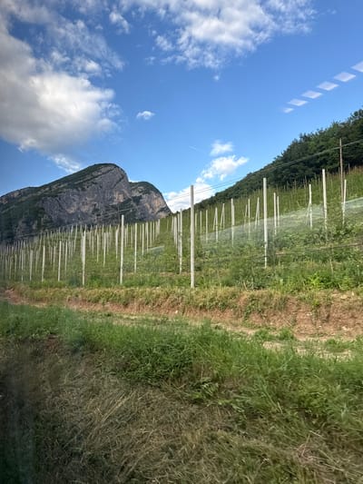 The image captures a landscape scene, likely taken from a moving vehicle due to the diagonal lines of light reflected on the blue sky. The sky is partly cloudy with white cumulus clouds. In the foreground, a field is visible, with rows of white poles supporting a protective netting, possibly for an orchard or vineyard. The field is bordered by a dense line of trees and a steep, rocky mountain. The lighting suggests it is daytime, with the sun casting shadows. The overall impression is of a rural, natural setting, possibly in the foothills of the Alps given the mountain's appearance. There is no visible text in the image.