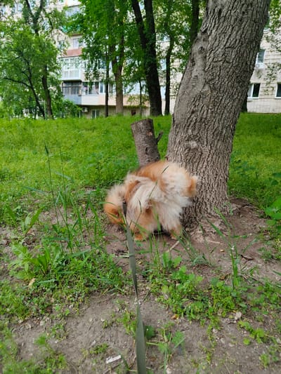 A fluffy, ginger-colored Pomeranian dog, facing away from the camera, is sniffing around the base of a large tree with rough bark. The dog is on a leash, which is visible in the lower right corner of the image. The scene is set in a grassy area with patches of dirt and scattered small green plants. In the background, a multi-story residential building with balconies and trees can be seen, suggesting an urban or suburban setting. The sky is not visible, but the lighting suggests it is daytime. This area appears to be in the city of Trudovoye, Russia, consistent with the general environment depicted.