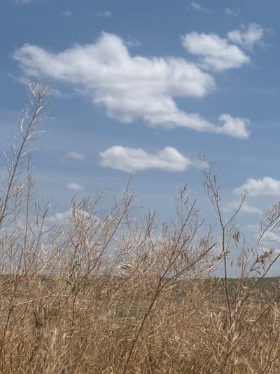 The image depicts a close-up view of dry, brown grass and thin, spindly stalks against a backdrop of a pale blue sky with scattered white clouds. The vegetation appears sparse and brittle, suggesting a dry or arid environment. The foreground is filled with the dense, tangled stems of the grass. In the distance, a subtle, muted green landscape is visible, possibly rolling hills or fields, which fades into the sky. The overall impression is one of a natural, undeveloped outdoor setting. The image was taken in the village of Umbetaly Karibayeva, Kazakhstan.