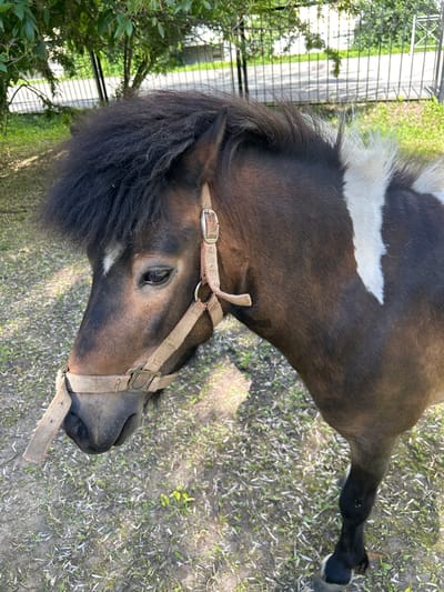 A close-up, eye-level shot shows the head and neck of a brown and white horse. The horse is facing left and is wearing a beige halter. The background consists of green trees and a metal fence, suggesting an outdoor setting, possibly in the city of Medvedevo, Russia. The ground is covered in dry grass and dirt. The lighting is bright, indicating daytime.