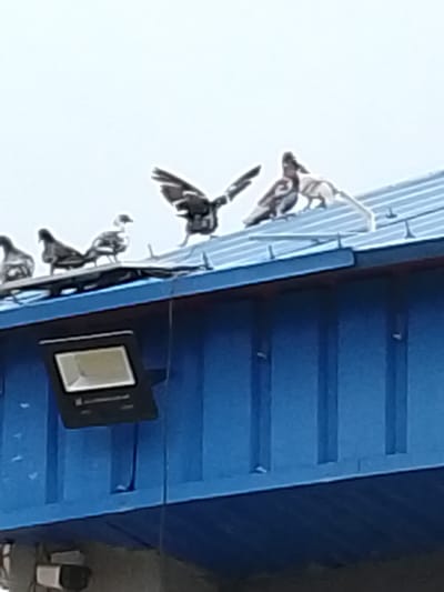 A group of pigeons are perched on a blue corrugated metal roof. One pigeon in the center is in mid-flight with its wings spread wide, appearing to be taking off or landing. To the left, several other pigeons are standing on the roof, facing different directions. To the right, two pigeons are standing close together. The sky above is overcast and appears bright, suggesting daytime with possibly cloudy weather. Below the roof, a portion of a blue structure is visible, with what appears to be a large outdoor light fixture attached to it. The scene is likely outdoors, given the birds and the roof. No people or specific emotional cues are discernible. No visible text is present in the image.