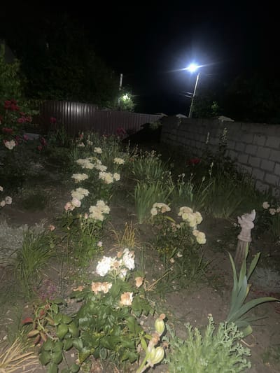 An outdoor scene at night in Bolohan, Moldova, illuminated by a bright streetlamp. The foreground features a garden with various plants, including roses of different colors and other green foliage. Some of the flowers are in bloom, while others appear to be wilting or have dried petals. In the background, a dark metal fence runs horizontally, and behind it, a dense line of trees obscures the view. To the right, a low wall constructed of concrete blocks is visible, with a small, light-colored statue or figurine placed on a wooden post in front of it. The overall impression is a dimly lit garden at night.