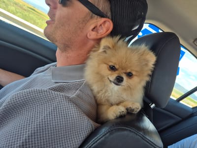 A Pomeranian dog is resting on the back of a car seat, with its head and paws visible. The dog is light brown and fluffy. In front of the dog, a person wearing a grey shirt and sunglasses is partially visible. The person appears to be looking out the window. The interior of the car is visible, including black leather seats and a grey textured shirt. Outside the car, a blurred landscape of green fields and a blue sky is visible. The scene is set in Veselinovo, Bulgaria.