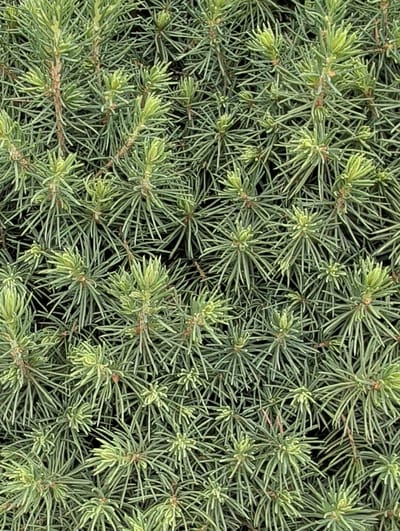 The image is a close-up, overhead shot of the dense, green foliage of a conifer tree, likely an evergreen. The needles are short, stiff, and point outwards from the branches, giving the tree a bristly appearance. The color of the needles ranges from a deep forest green to a lighter, almost lime green, especially at the tips of new growth. The branches are thin and brown, interspersed throughout the greenery. There are no people, animals, or man-made objects visible in the image. The background is dark, suggesting the dense foliage obscures any view beyond. The setting is not specified beyond the city of Clifton, United States of America, and the image itself provides no further environmental context such as weather or time of day.