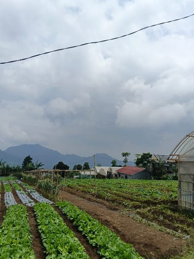 A landscape shot features rows of lettuce crops in the foreground, with some covered by plastic. Behind them is a path, followed by another field of crops. Several greenhouses and a building with a red roof are visible in the midground. Mountains loom in the background under a cloudy sky. A power line stretches across the top of the image.